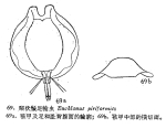Euchlanis pyriformis