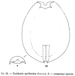 Euchlanis pyriformis