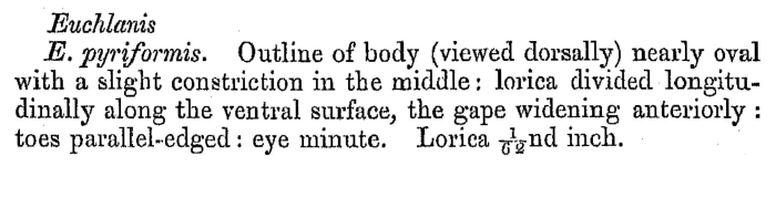 Euchlanis pyriformis - Original description image