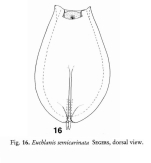 Euchlanis semicarinata