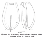 Euchlanis semicarinata