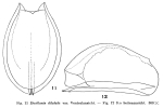 Euchlanis semicarinata