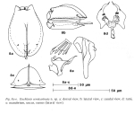 Euchlanis semicarinata
