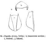 Euchlanis stroma - Original description image