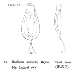 Euchlanis subversa