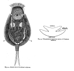 Euchlanis subversa - Original description image