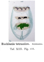 Euchlanis tetraodon - Original description image