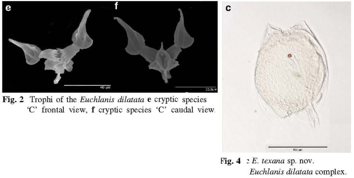 Euchlanis texana - Original description image