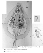 Euchlanis triquetra