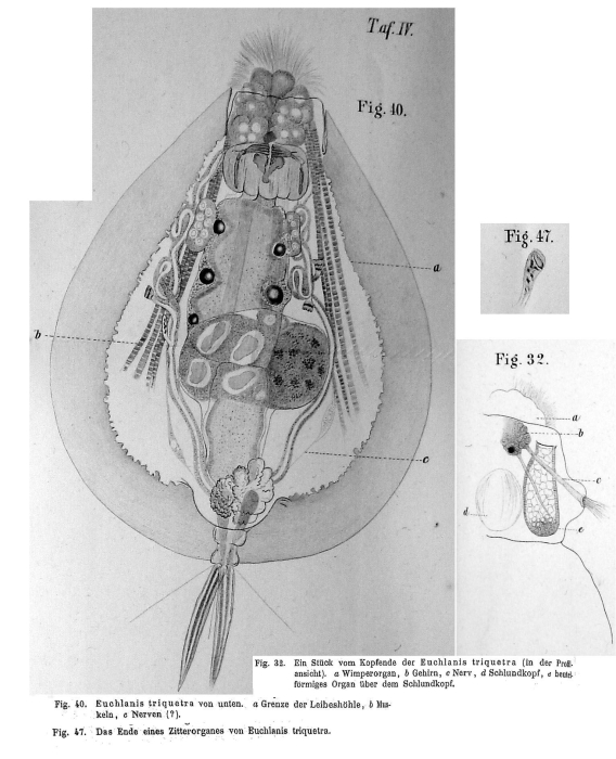 Euchlanis triquetra