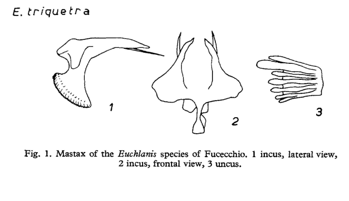 Euchlanis triquetra