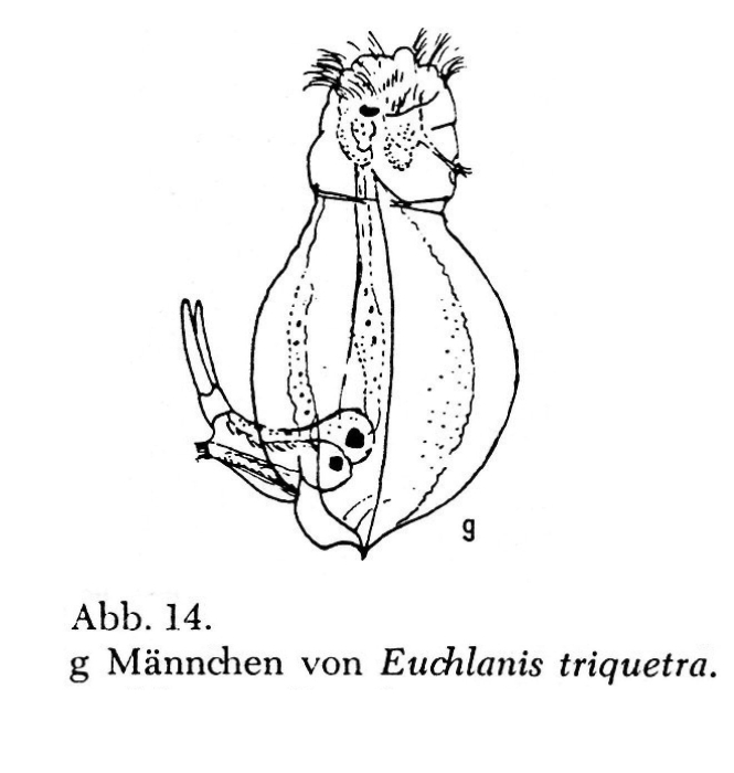 Euchlanis triquetra