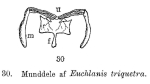 Euchlanis triquetra