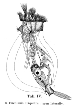 Euchlanis triquetra
