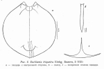 Euchlanis triquetra