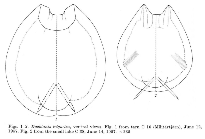 Euchlanis triquetra