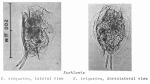 Euchlanis triquetra