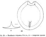 Euchlanis triquetra