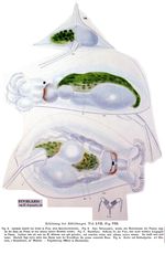 Euchlanis triquetra - Original description image