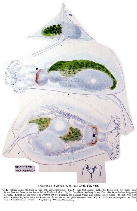 Euchlanis triquetra - Original description image