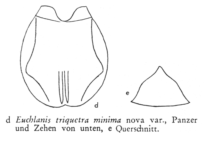 Euchlanis triquetra f. minima - Original description image