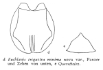 Euchlanis triquetra f. minima