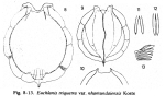 Euchlanis triquetra var. nhamundaiensis