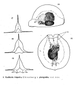 Euchlanis triquetra var. pterigoidea - Original description image