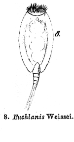 Euchlanis weissei - Original description image