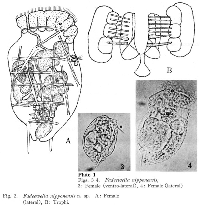 Fadeewella nipponensis - Original description image