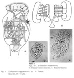 Fadeewella nipponensis
