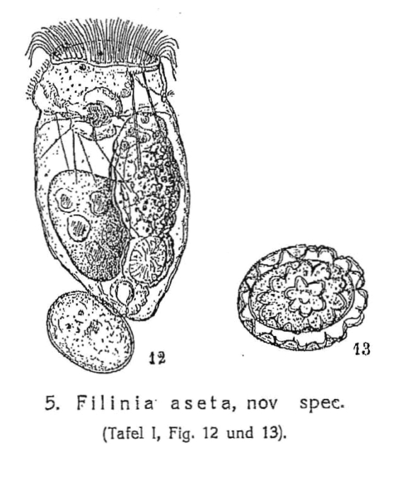 Filinia aseta - Original description image