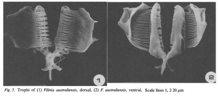 Filinia australiensis