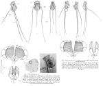 Filinia australiensis