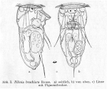 Filinia brachiata