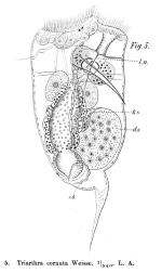 Filinia brachiata