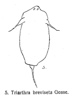 Filinia brachiata