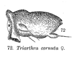 Filinia brachiata