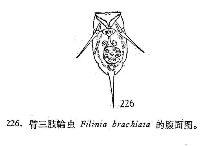 Filinia brachiata