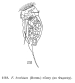 Filinia brachiata