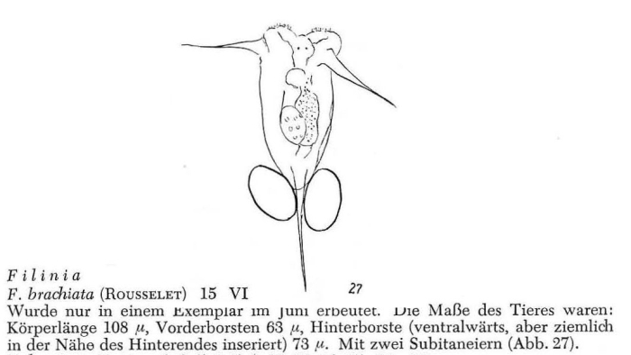 Filinia brachiata Filinia brachiata