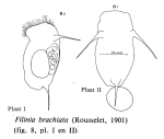 Filinia brachiata
