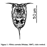 Filinia brachiata