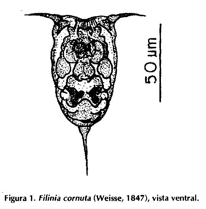 Filinia brachiata