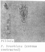 Filinia brachiata