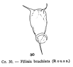 Filinia brachiata