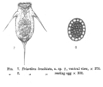 Filinia brachiata - Original description image