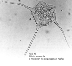 Filinia camasecla