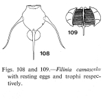 Filinia camasecla
