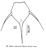 Filinia camasecla